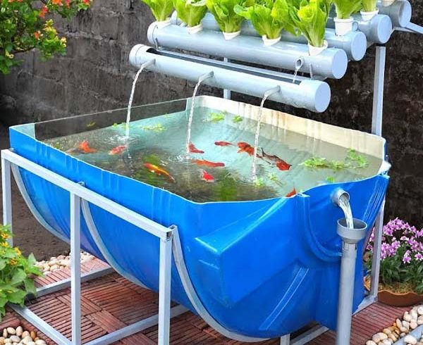 Ornamental fish barrel tank setup with filtration