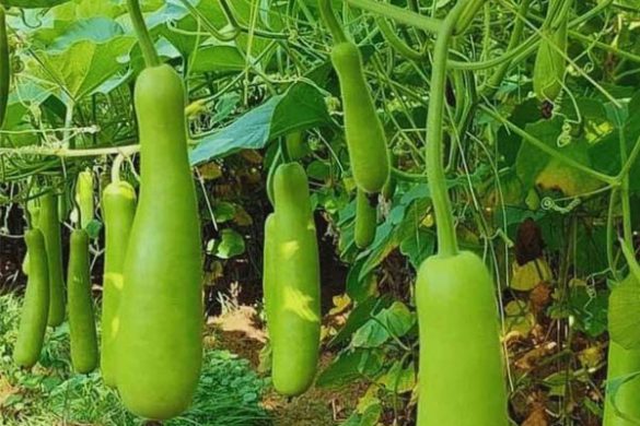 Bottle Gourd – A Perfect Fit for Your Diet!