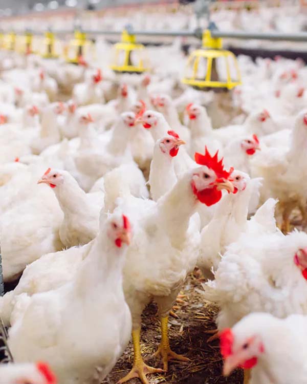 Broiler farm shed with feeding lines and birds