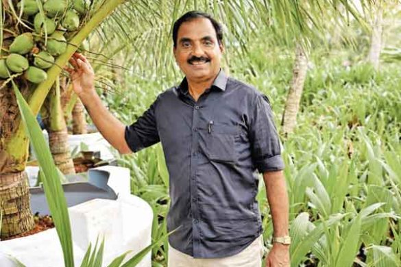 Growing Coconuts in Barrels on Terrace – A Complete Guide to Compact Coconut Cultivation