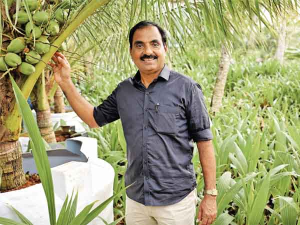 Coconut trees growing in barrels on a terrace