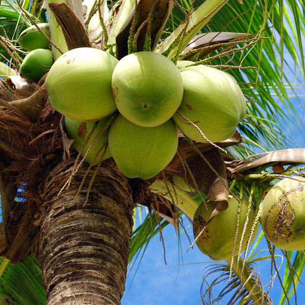 Types of coconut
