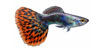 guppies