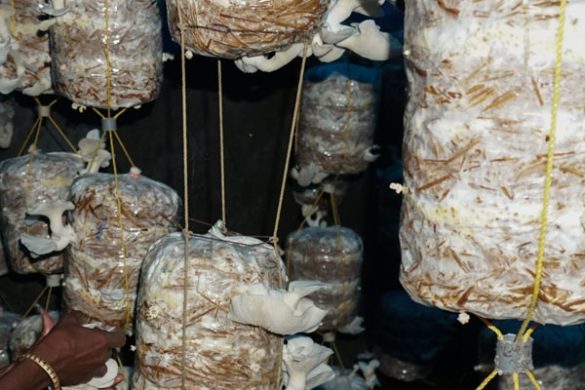 Beginner’s Guide to Mushroom Farming at Home for Income and Self-Use
