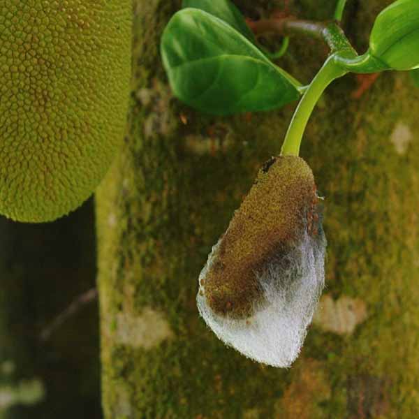 Jackfruit buds affected by fungal disease
