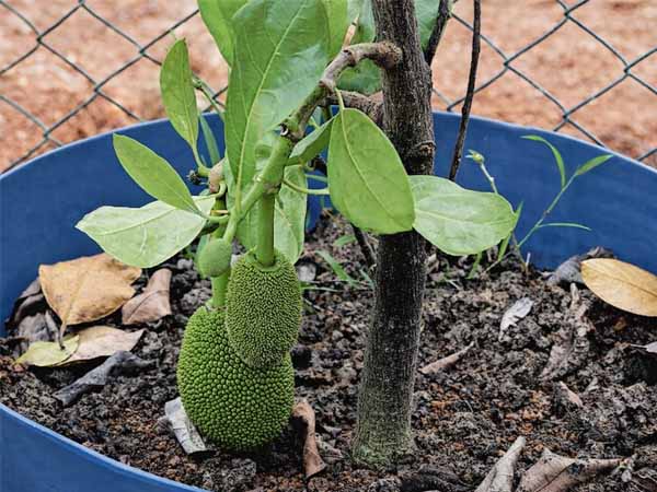 Natural male flower bud drop on jackfruit tree