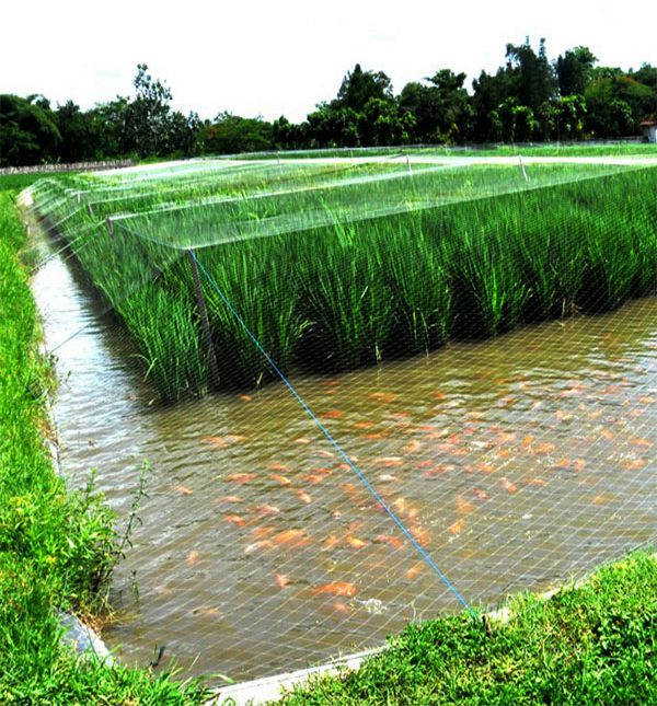 kerala integrated farming techniques in paddy fields
