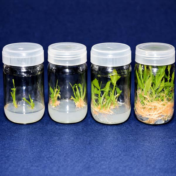 Microrhizome ginger production in tissue culture lab