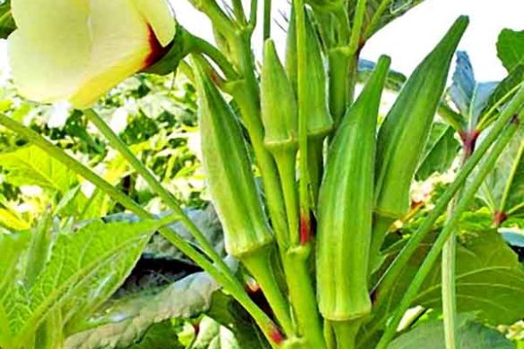 Favorite Star of Every Kitchen Garden – Okra (Lady’s Finger)