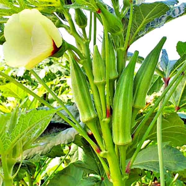 Okra plant growing in kitchen garden