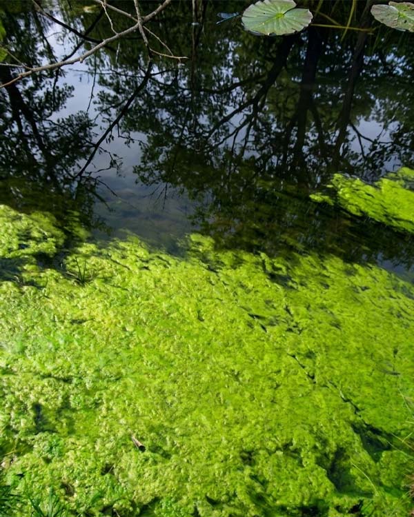 Pond moss organic fertilizer enriching soil