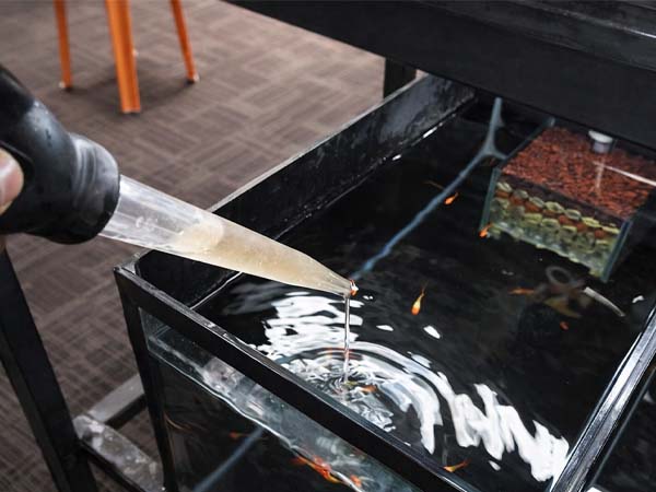 Food for Guppies