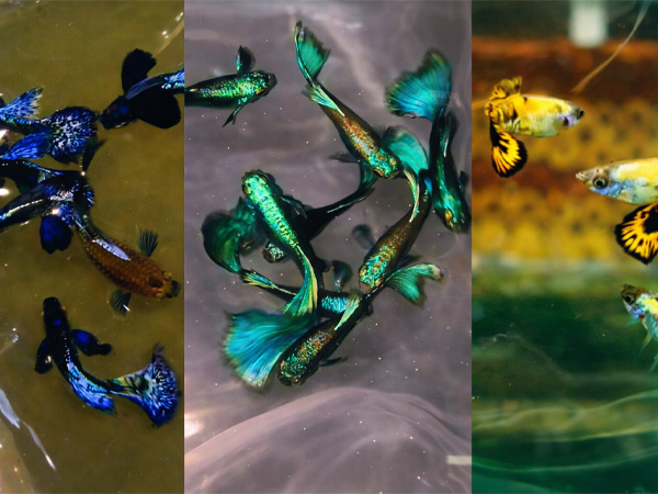 Varieties of guppies