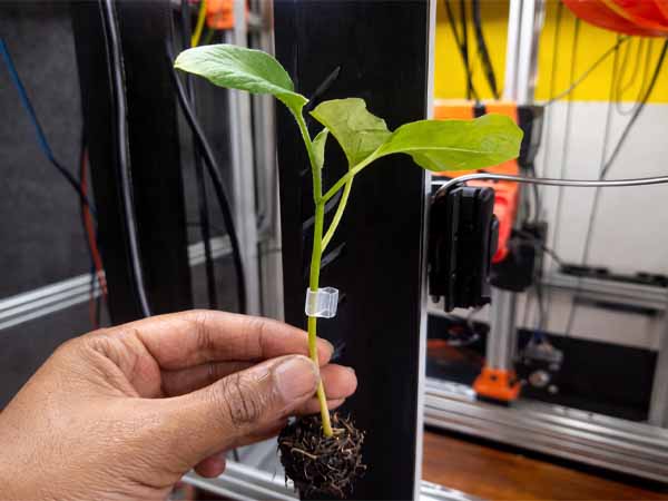 Close-up of robotic grafting process on seedlings