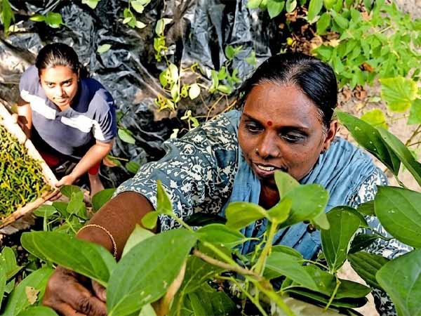 Sajitha organic homestead farm with spices and vegetables