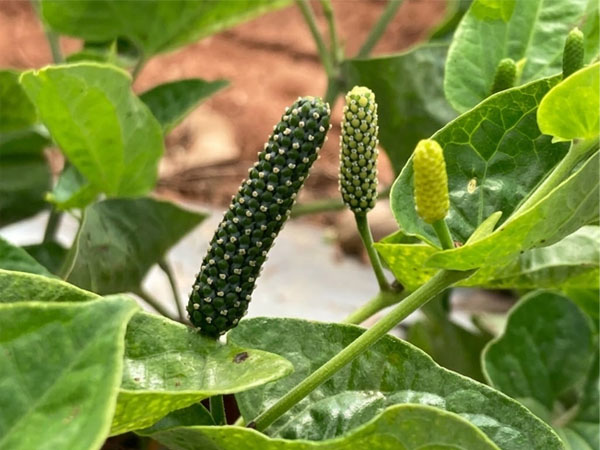 thippallli long pepper crop on organic farm
