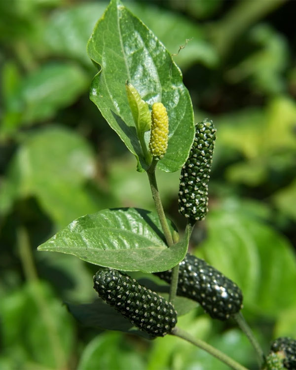 Thippali long pepper crop on organic farm