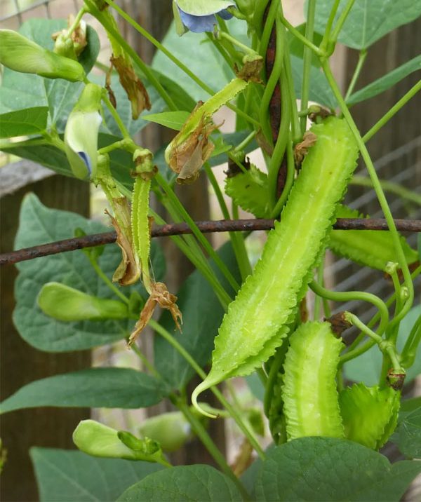 Winged bean vines climbing on trellis support