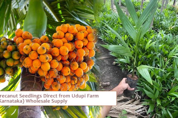Wholesale Arecanut Seedlings & Malabar Neem Plants from Udupi Farm (Karnataka)