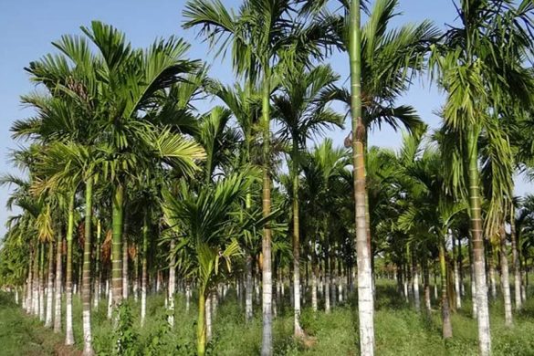 High-Quality Seed Arecanut Varieties – Direct Supply from Karnataka Farmers