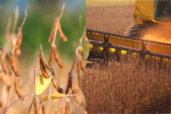 Complete Guide to Home Soybean Farming – Cultivation, Benefits, and Best Practices