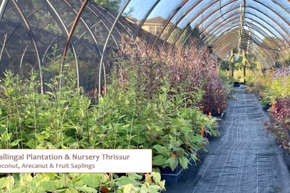 Kallingal Plantation & Nursery Thrissur | Coconut, Arecanut & Fruit Saplings