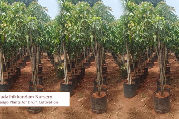 Mango Plants for Drum Cultivation | Madathikkandam Nursery, Thodupuzha
