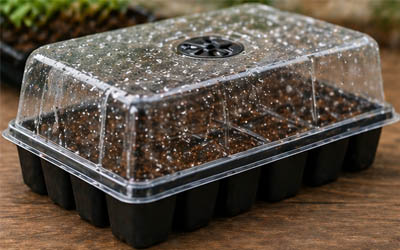 Newly germinated seedlings in tray