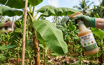 Neem oil spraying on banana leaves for pest control