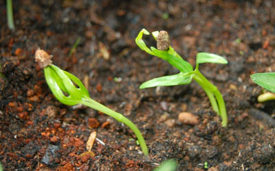 Why Seedlings Fail at Home