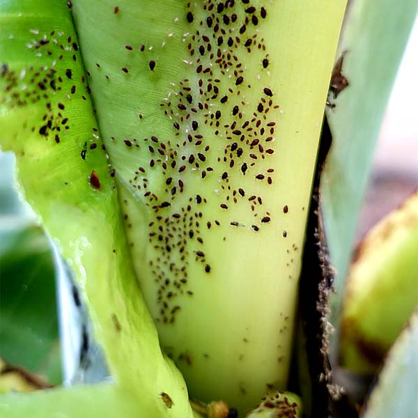 Banana aphids on underside of leaf