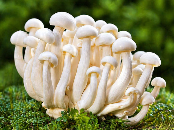 Bheema milky mushroom large size 500 grams