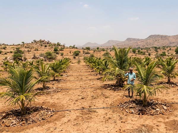 Coconut plantation in dry maidan region
