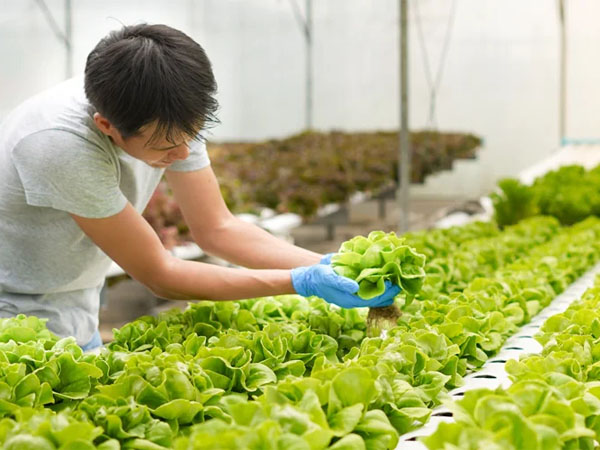 critical challenges of hydroponic innovation of israel