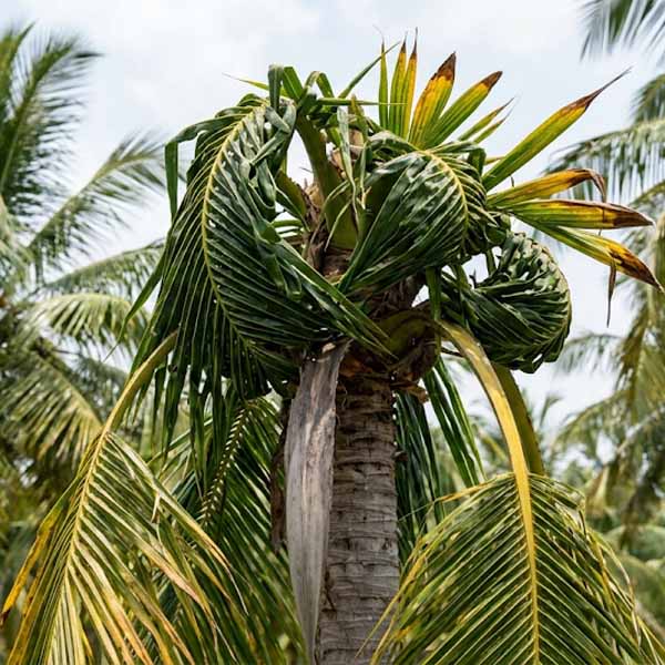 Crown choke boron deficiency in coconut leaves