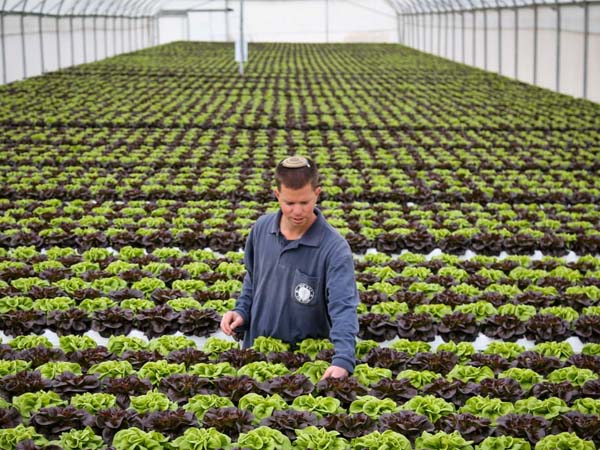 hydroponic innovation of Israel