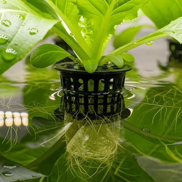 Healthy white roots of lettuce growing in a nutrient film technique hydroponic system.