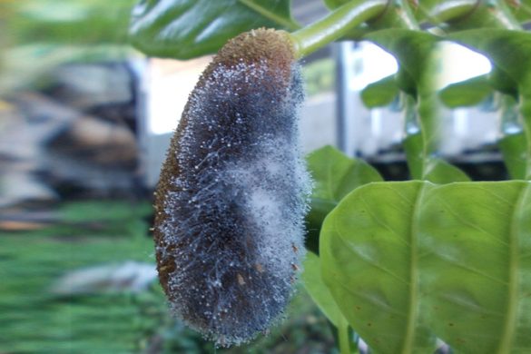 Why Jackfruit Tree Buds Are Falling Off – Causes, Prevention, and Control