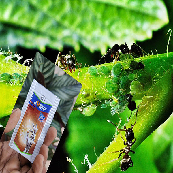 Jump powder used for ant control