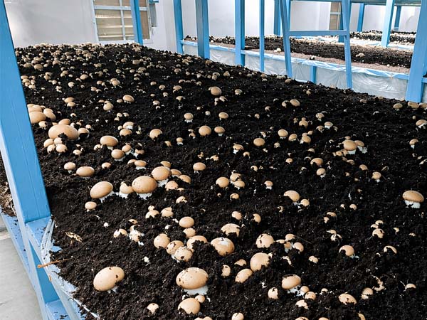 Farmers training for Bheema mushroom cultivation