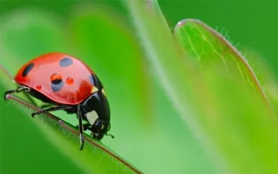 Natural Predators (Biological Control)