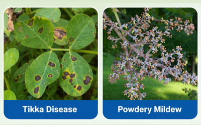 leaf-underside-fungal-disease - 2