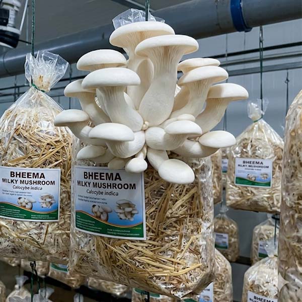 Straw beds used for milky mushroom cultivation
