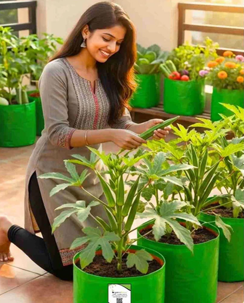 planting okra vegetable in grow bag