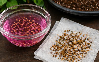 soaking seeds before planting