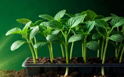 Healthy and strong vegetable seedlings in tray
