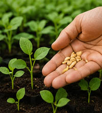 Choose High Quality Planting Materials