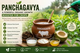 Panchagavya in Organic Farming: Benefits, Usage, and Research Insights