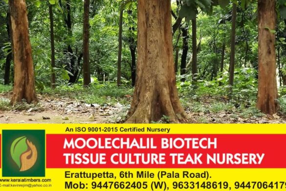 Moolechalil Biotech – Kerala’s First Tissue Culture Teak Nursery