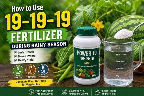 How to Use 19-19-19 Fertilizer During Rainy Season for Lush Growth & Heavy Yield